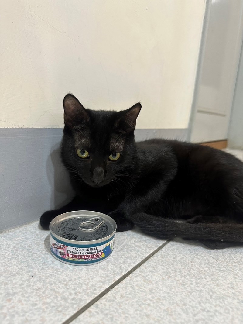 女人知己試用大隊,口碑行銷,部落客行銷,PURRFACT 波菲特貓用主食罐,主食罐,PURRFACT波菲特,貓主食罐,貓罐,PURRFACT波菲特貓用主食罐,魚肉蔓越莓主食罐,鮮嫩雞主食罐,鹿肉雞肉主食罐,牛肉鵪鶉貓主食罐,干貝蠶蛹配方,鱷魚肉白木耳配方,雞肉魚肉配方,安心鶉配方,評價,體驗,適口性佳,心得,成貓適用,高齡貓適用,質地是慕絲狀